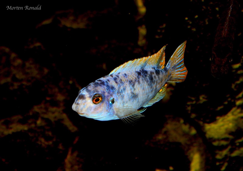Labeotropheus fuelleborni 'Namalenje Island'